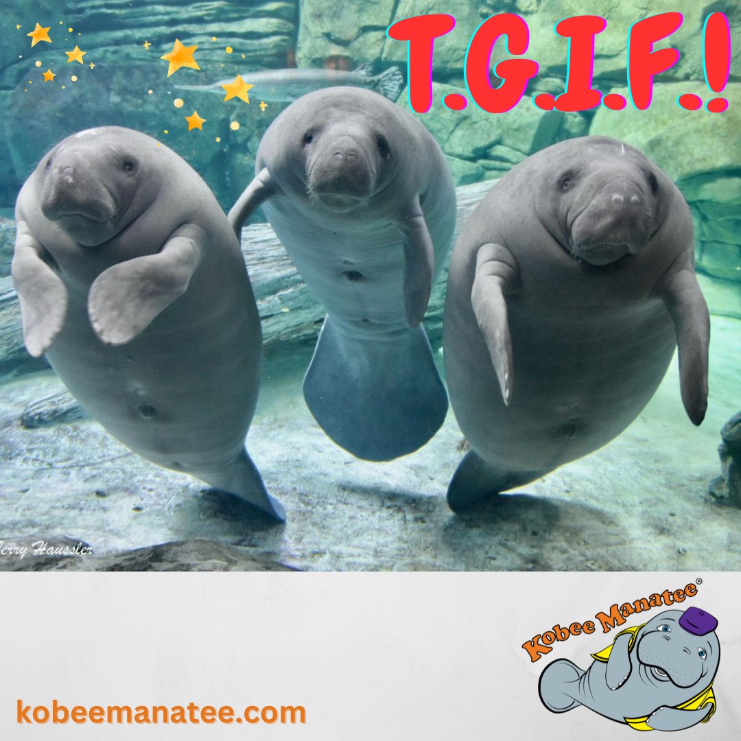 Kobee Manatee® tweet media