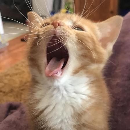 이소희 고양이 tweet media