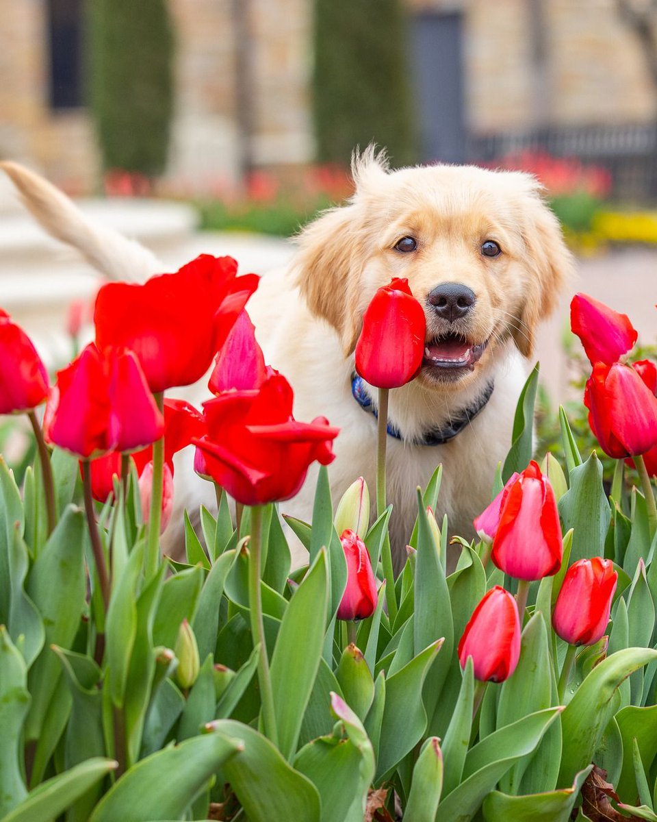 The University of Tulsa tweet media