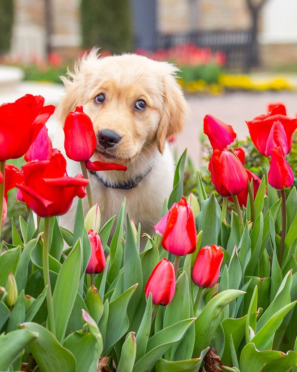 The University of Tulsa tweet media