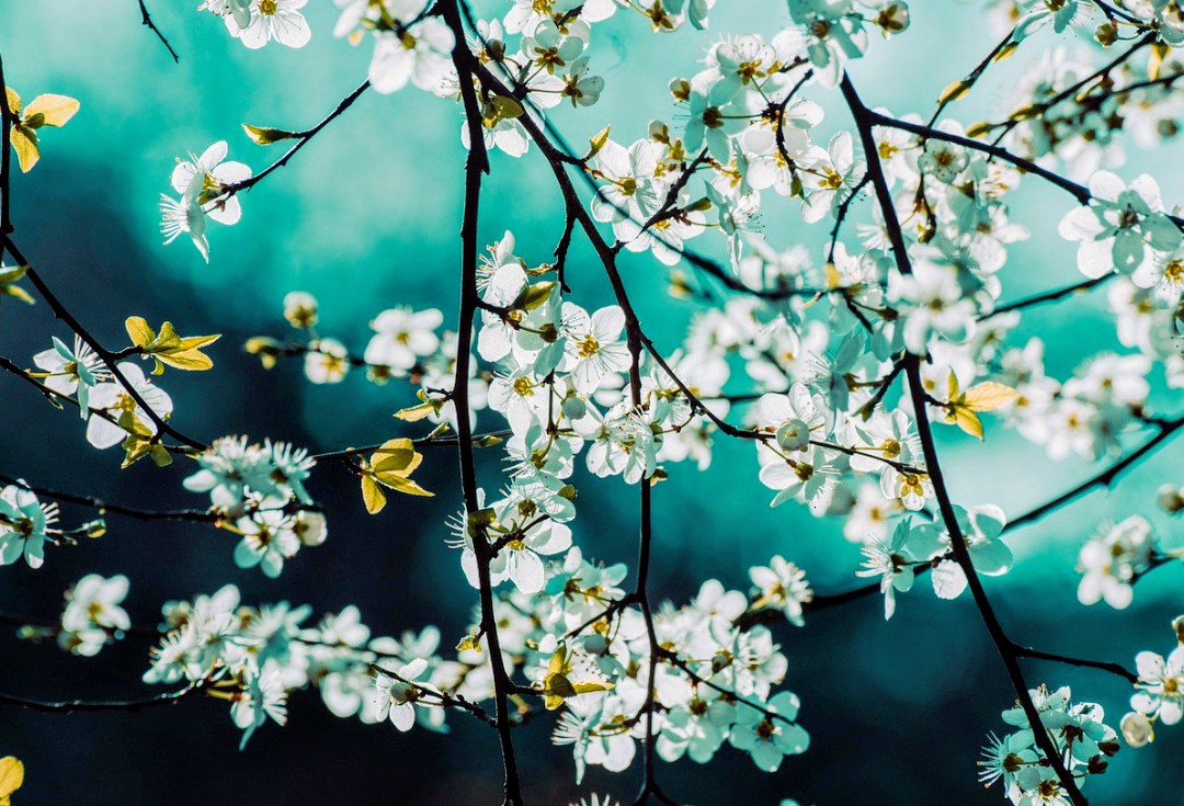 B🌹👋 tweet media