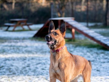 German Shepherd Rescue Elite ( GSRE ) tweet media