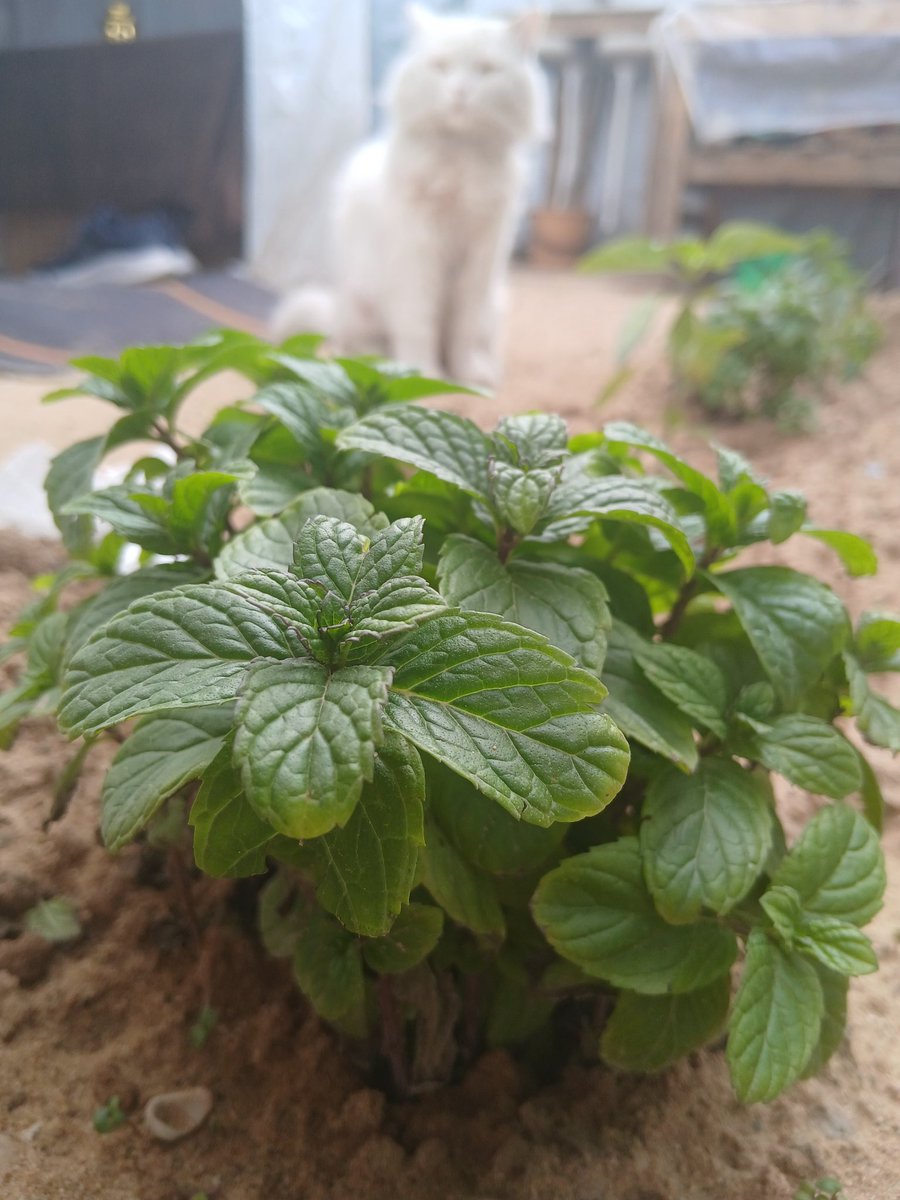 Cat lover tweet media