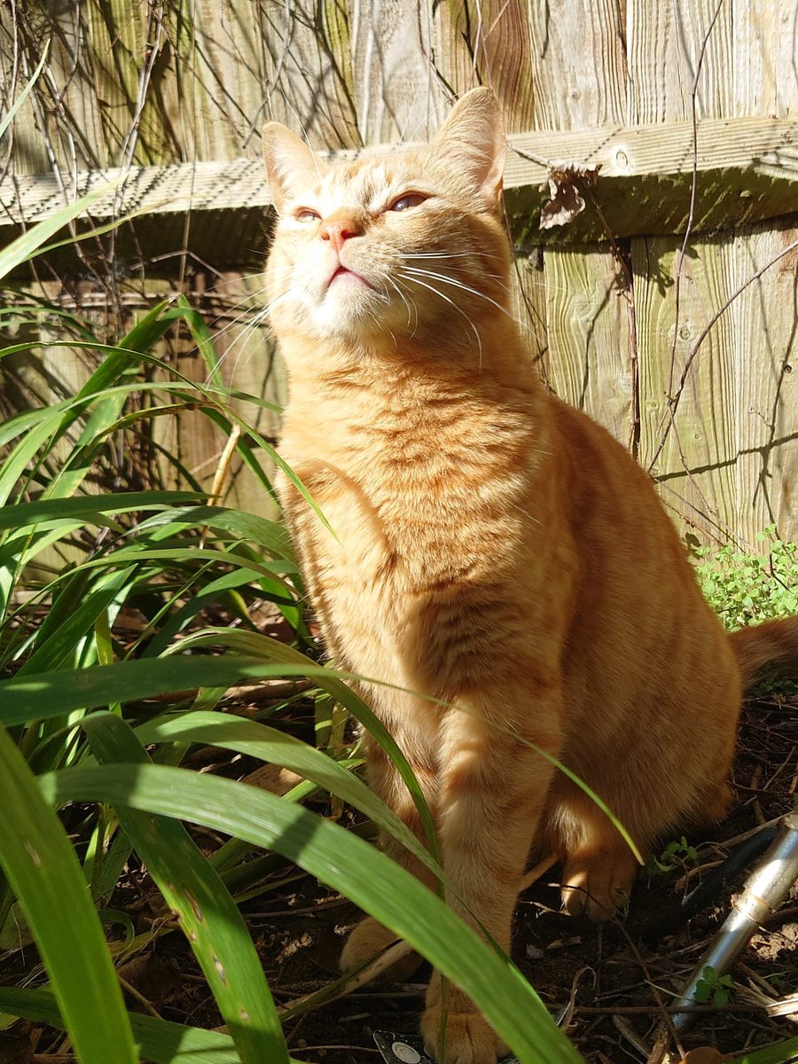 Simon's Cat 🐾 tweet media