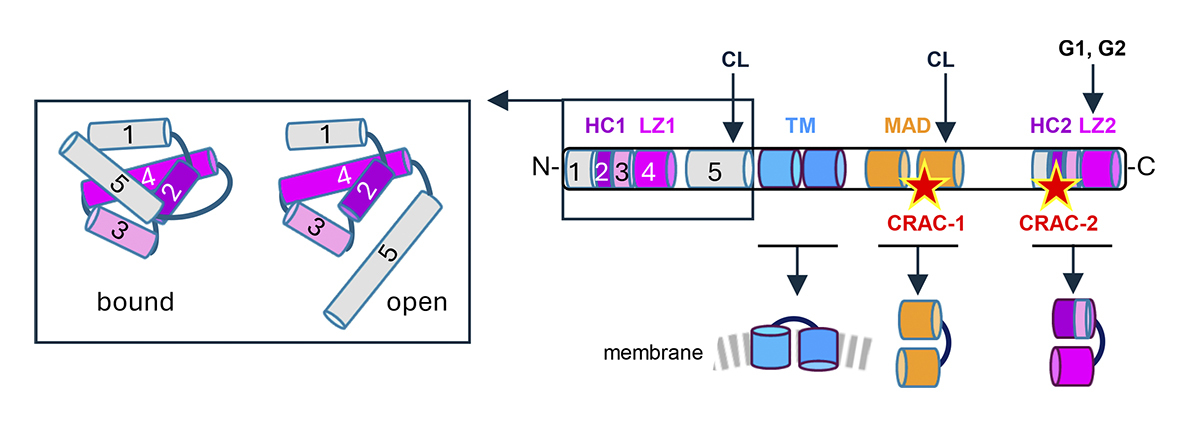 Journal of Human Immunity tweet media
