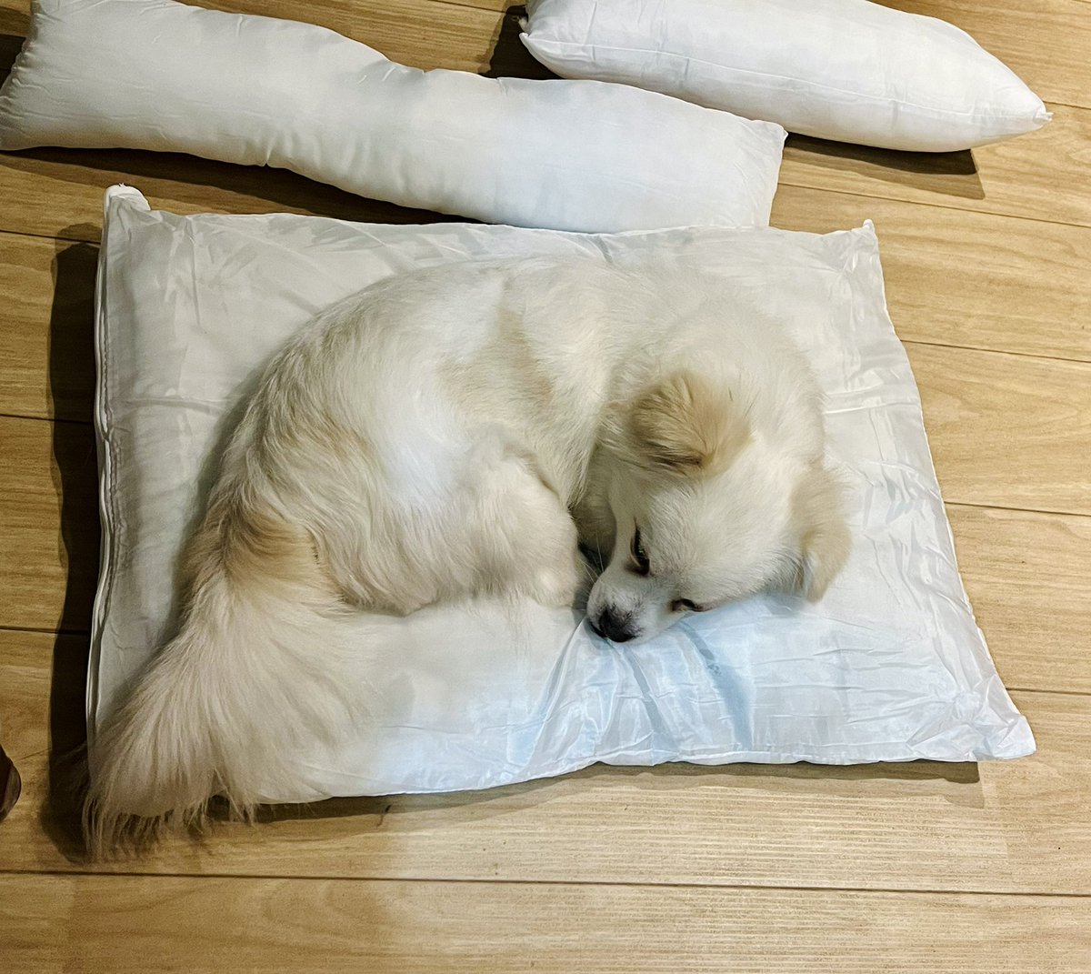 김순돌 tweet media