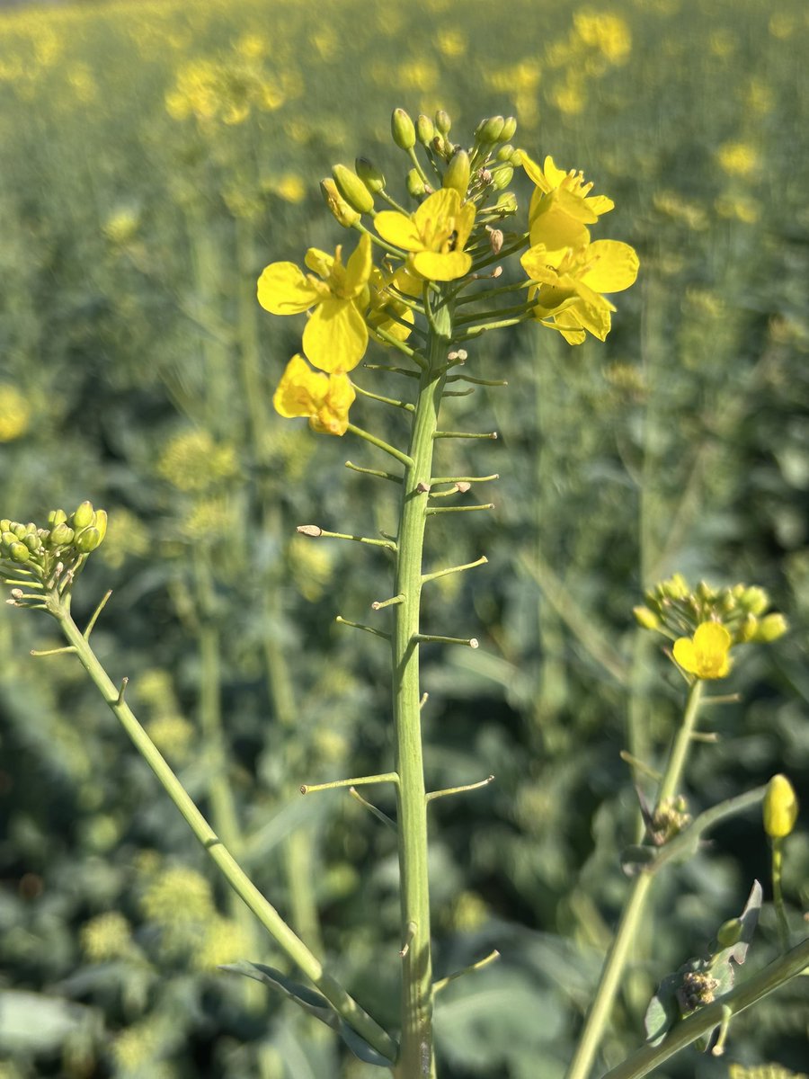 Emmanuel BONNIN tweet media