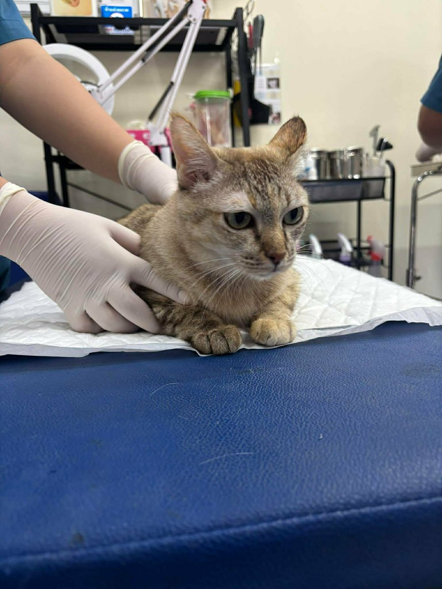 The Sound Of Animals tweet media