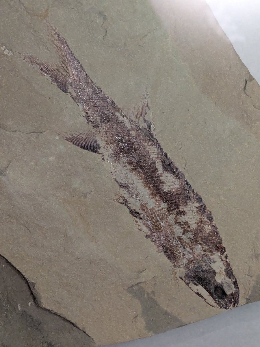 #金曜日だから化石貼る
#FossilFriday

国立科学博物館 #大絶滅展 にて

カロプス (実物化石)
𝘒𝘢𝘭𝘰𝘱𝘴 sp.
石炭紀前期ミシシッピ亜紀 / Bear Gulch, Montana, U.S.A. 

石炭紀後期のパレオニスカム類、カロプス！細かいガノイン鱗が特徴的な条鰭類ですね。
(再掲)