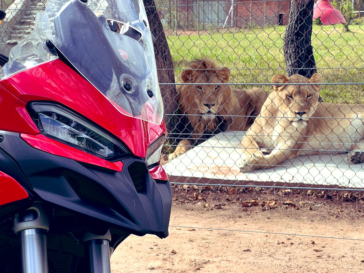 Donovan_Fourie's tweet photo. Italy meets Africa #ducati #multistrada #lions https://t.co/JpCe6aZjJV