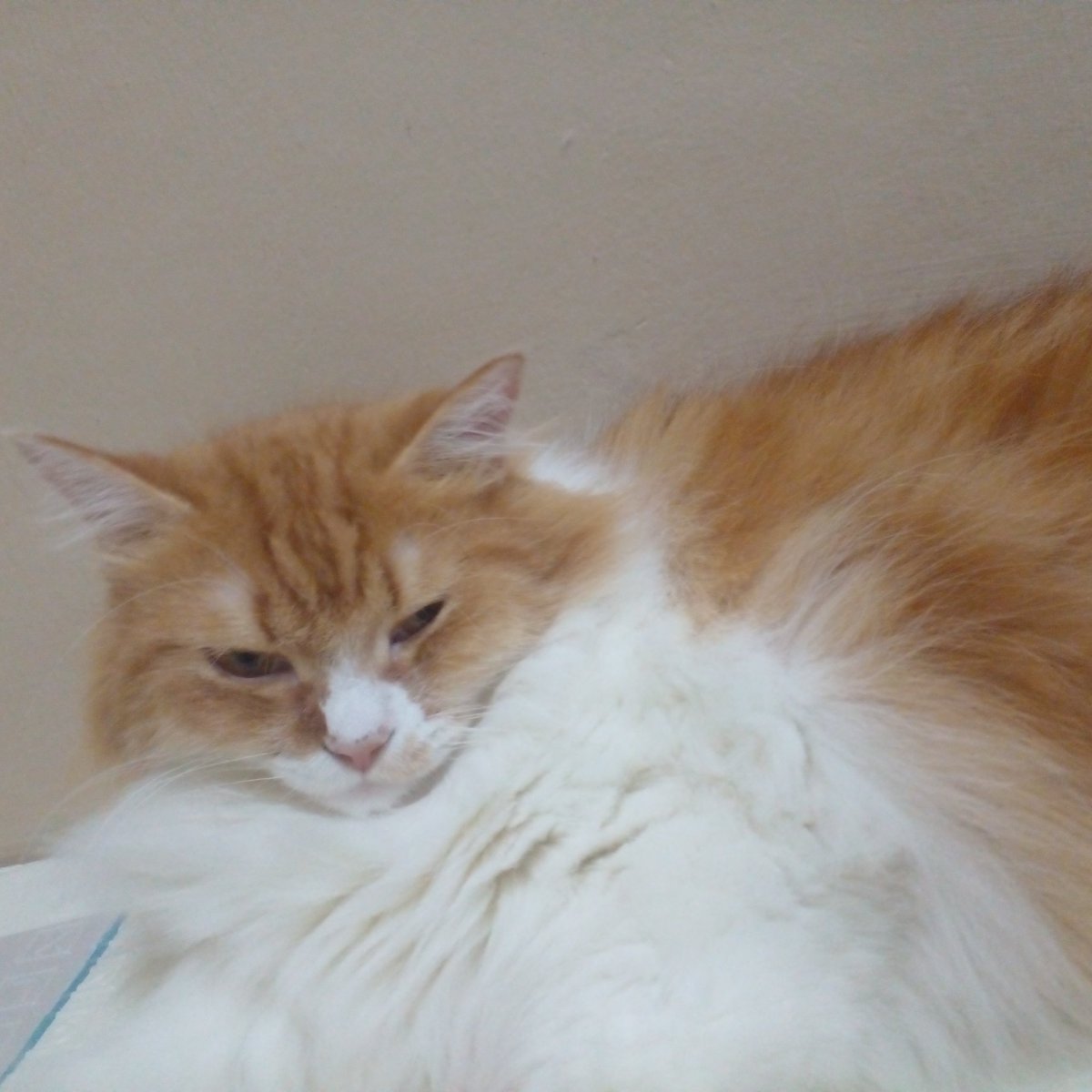 Blueberry Chocolato tweet media