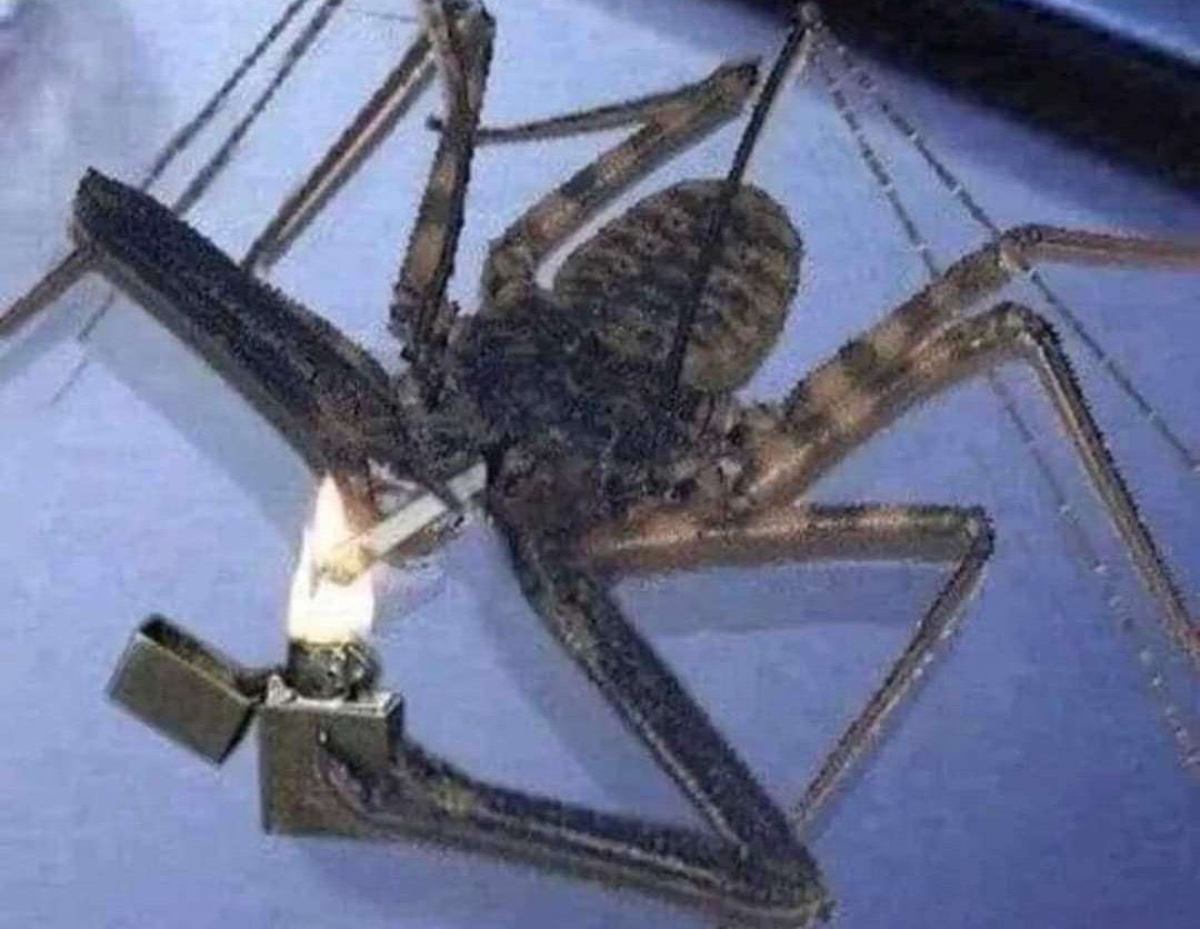 ιт'ѕ ʙᴇʙʙʟᴇs! tweet media