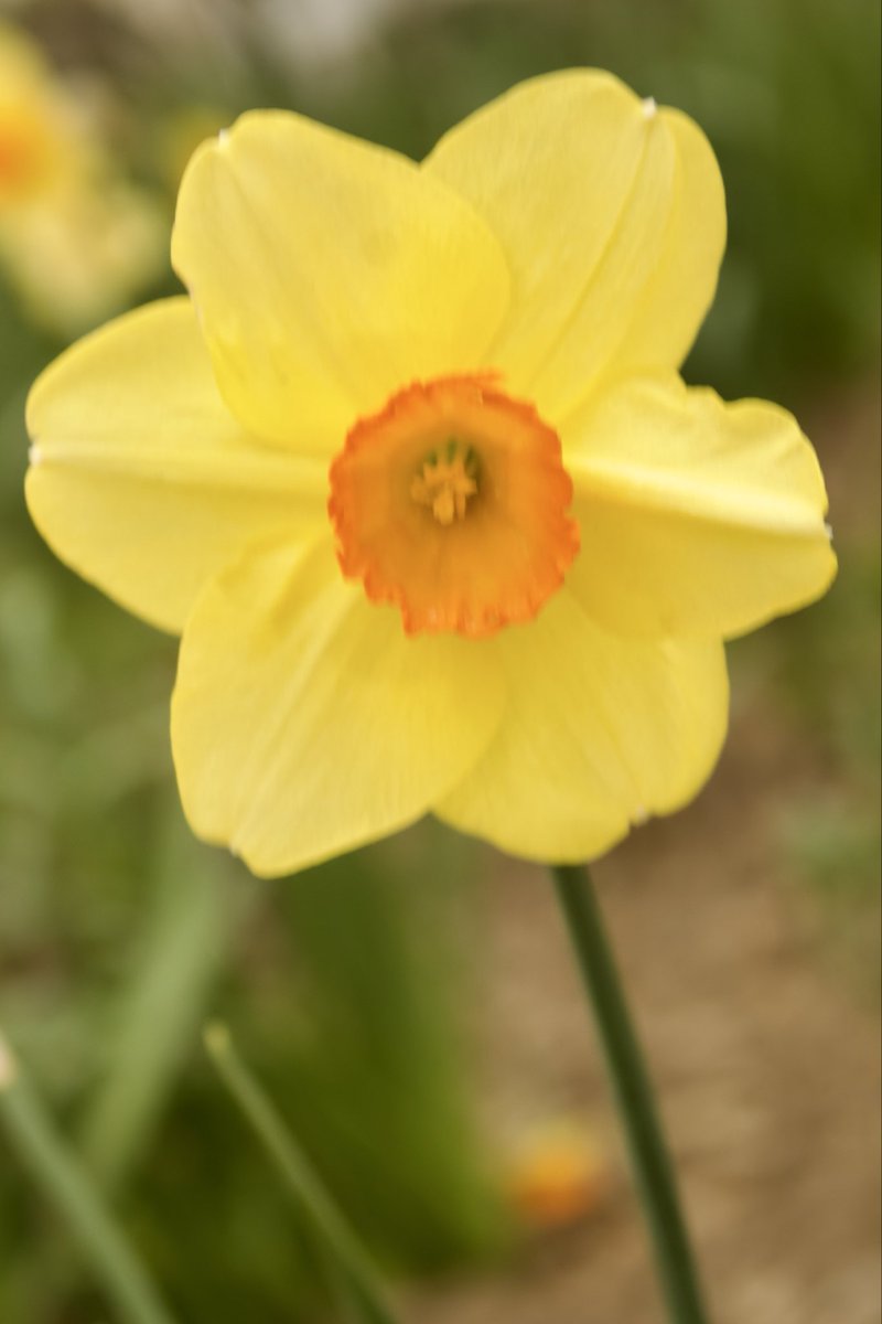 GGoodtaste's tweet image. Good Morning  #FridayFlowers fans -  Love to see your posts  - hope your day is productive and whimsical - did you ever think the spring flowers waltzed with the wind in a sort of symphonic dance? #FridayThoughts