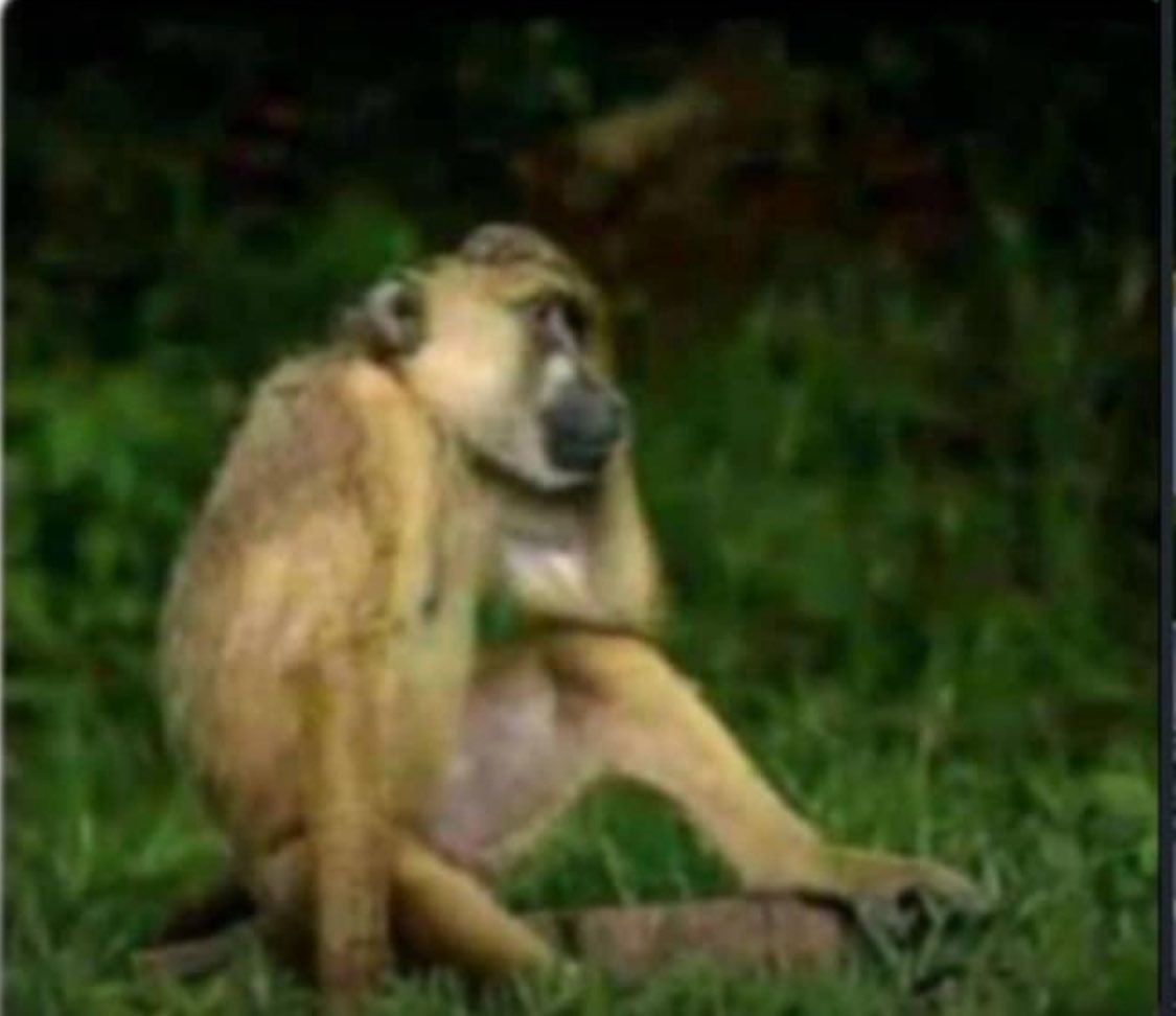 Dr. Black tweet media