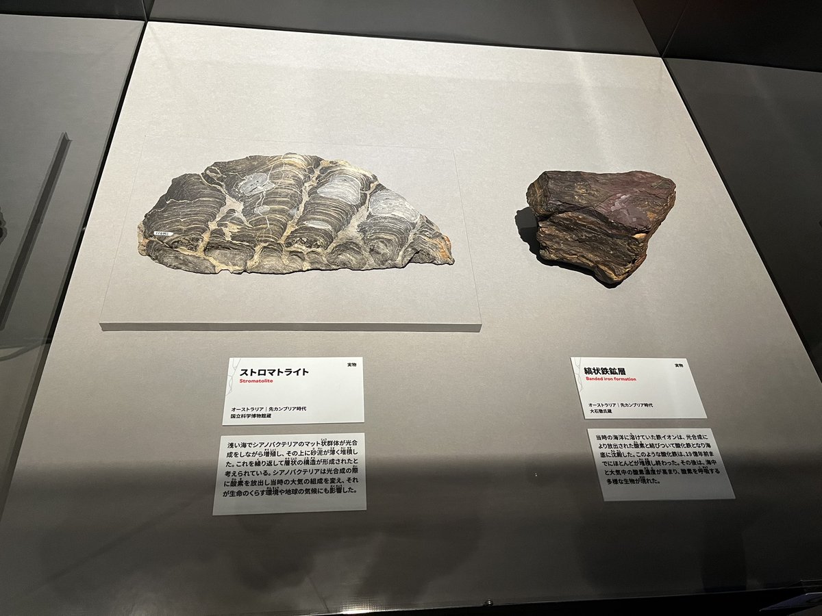 #金曜日だから化石貼る
ストロマトライトを生成したシアノバクテリア類は現存種(ノストックなど)がいて、シアノバクテリアという区分だと約27～30億年以上も生息している事になります。最古参の生きた化石ですね。