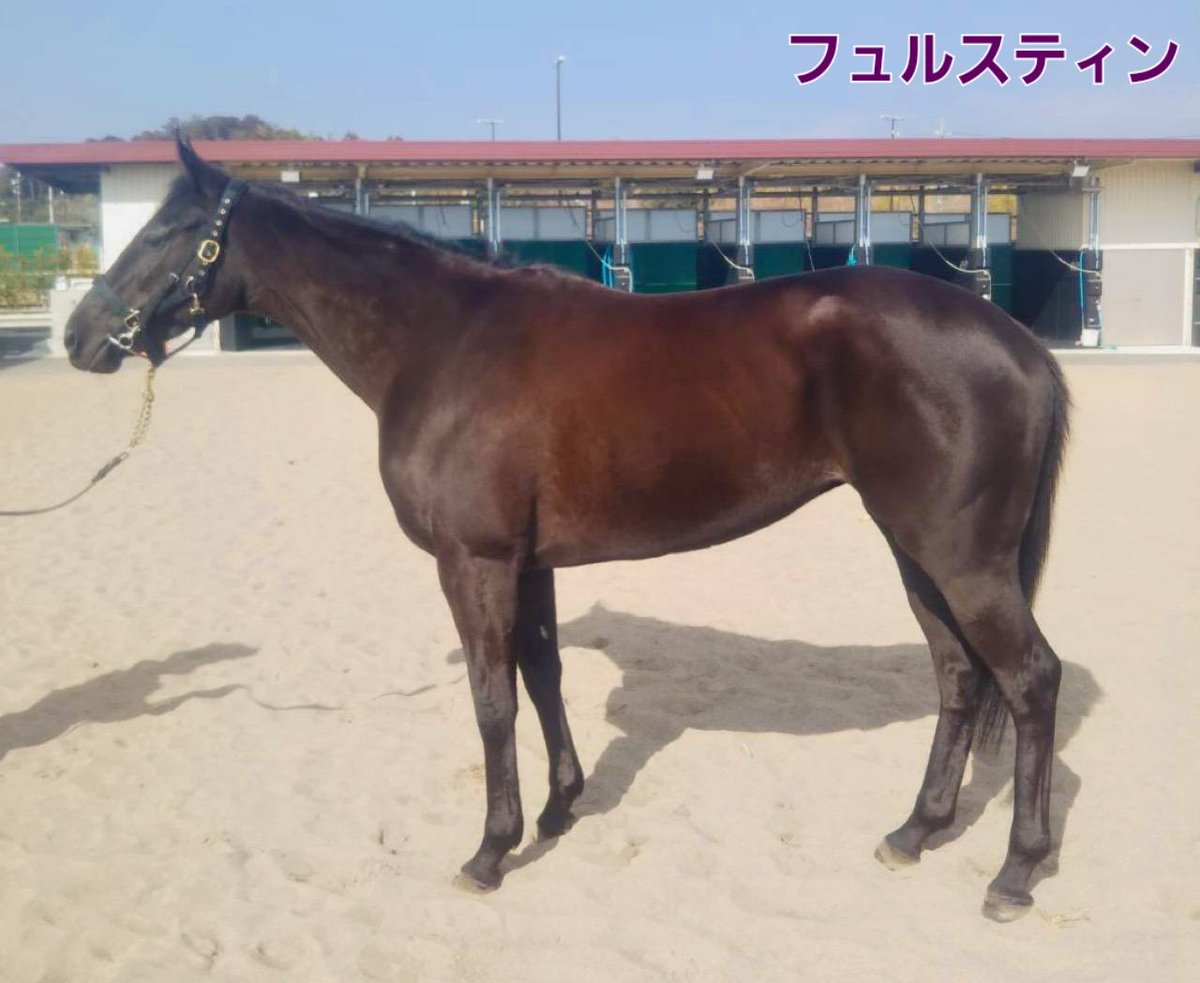 加藤士津八厩舎 tweet media