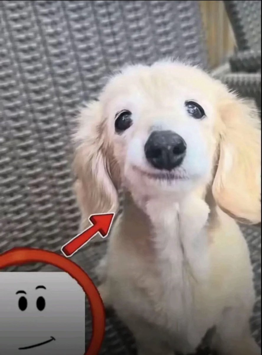 FLK Cookiiess tweet media