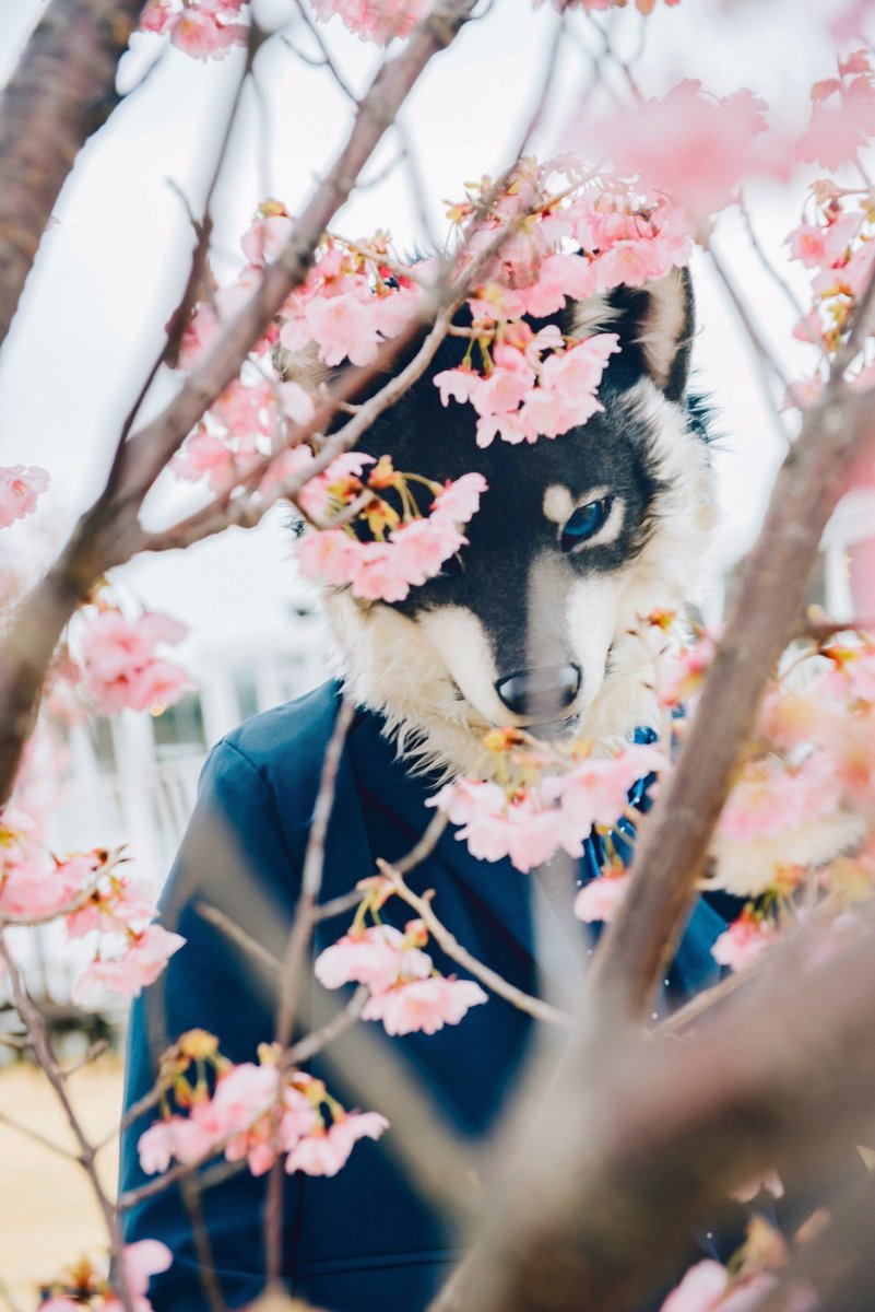 Kohaku 琥珀 tweet media