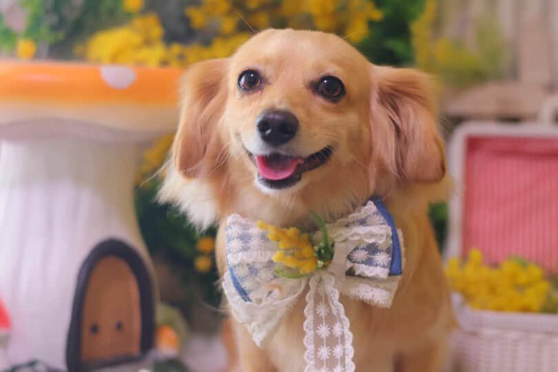 カーコン tweet media