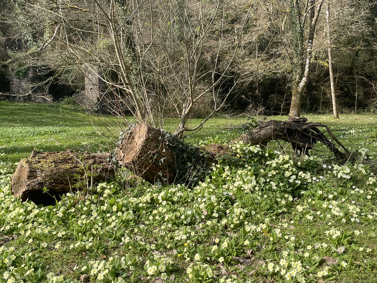 Fran Thomas tweet media