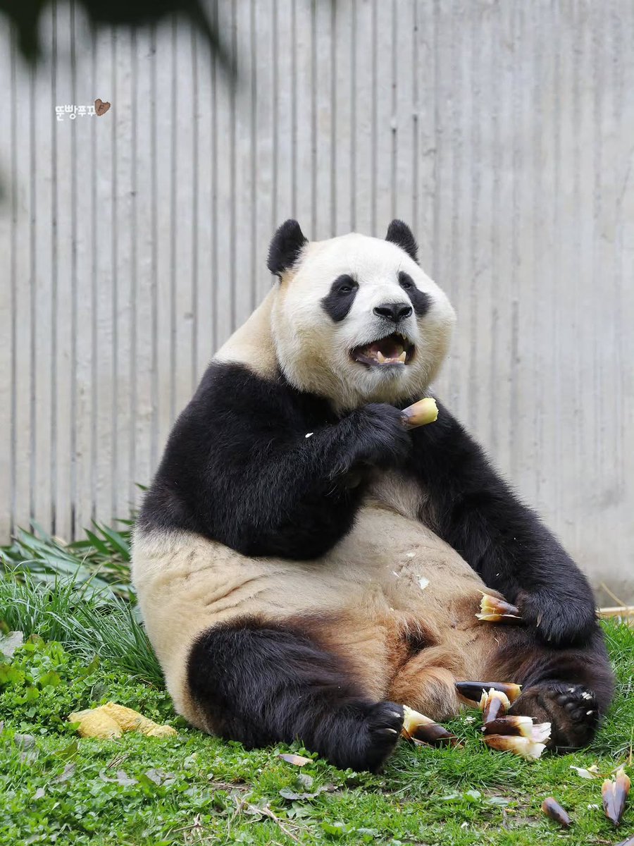 츄바오 tweet media