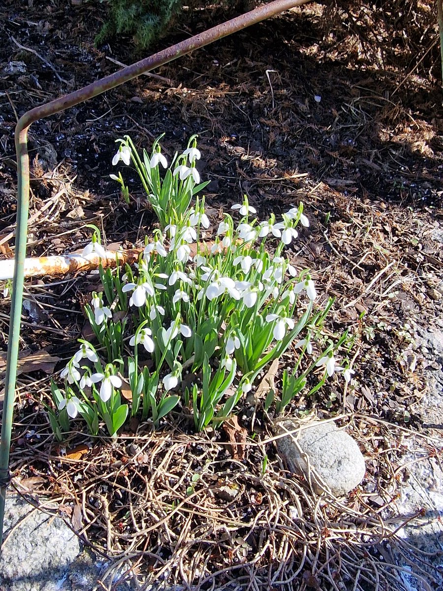 swetha mårtensson tweet media