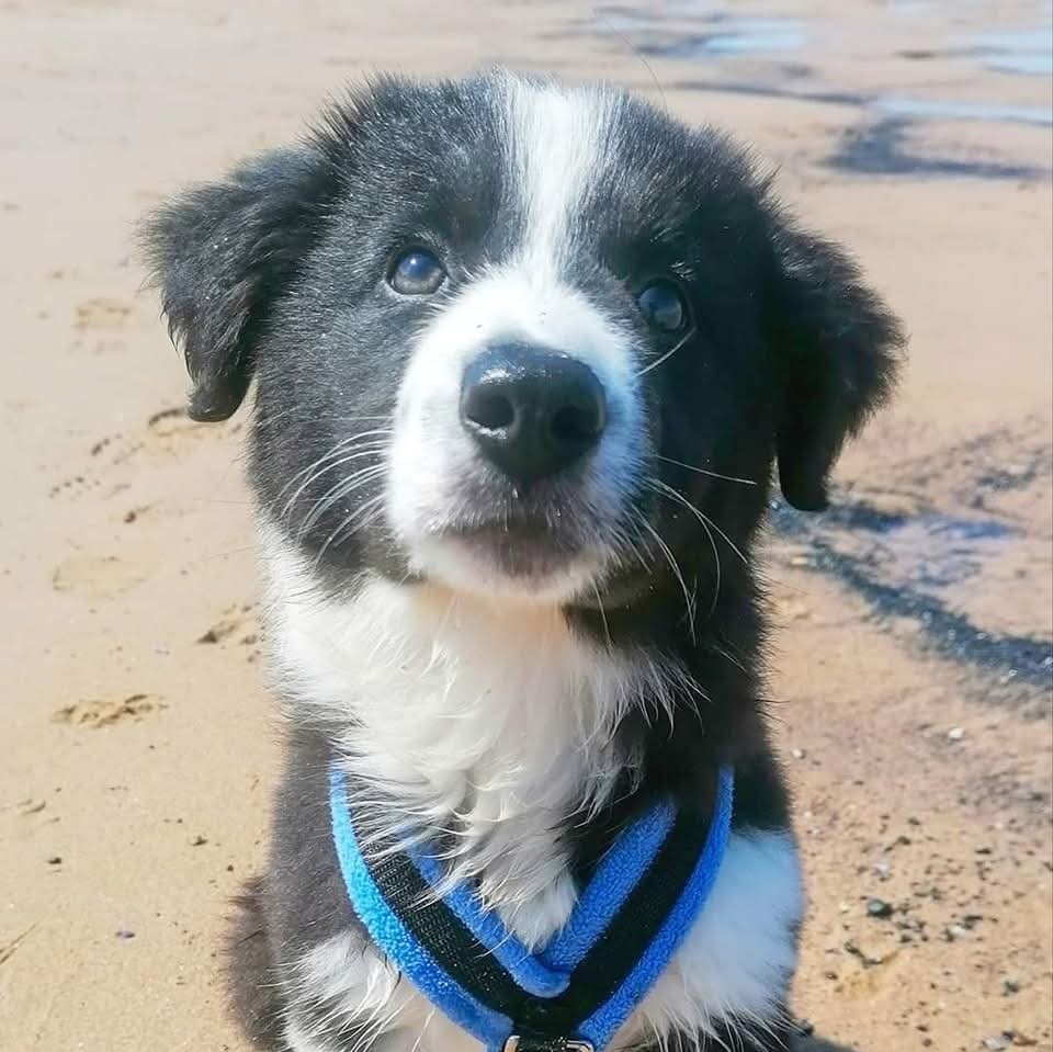 Halo Ronan and Gaffer tweet media