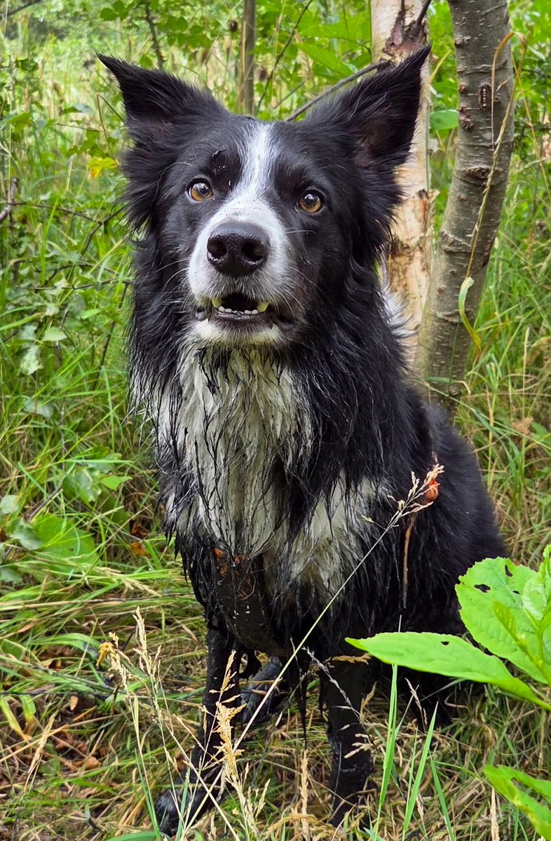 Halo Ronan and Gaffer tweet media