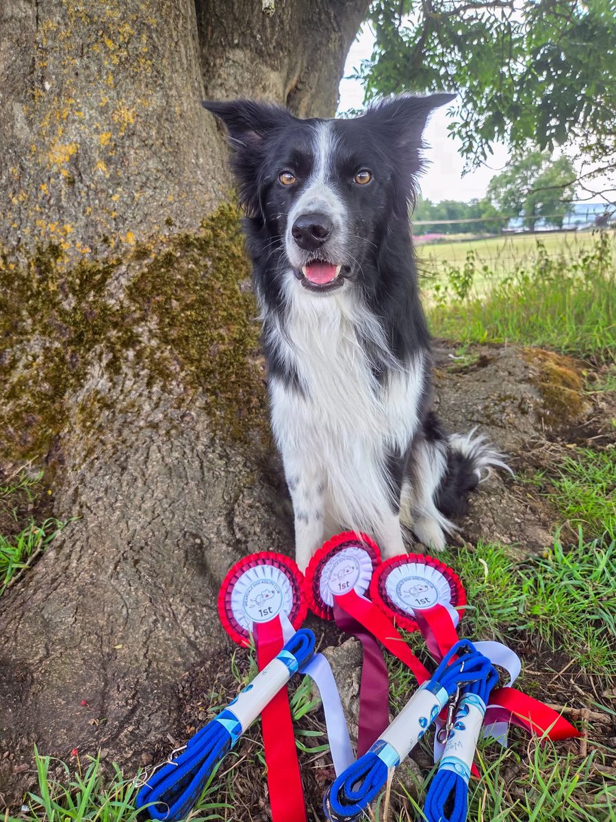 Halo Ronan and Gaffer tweet media