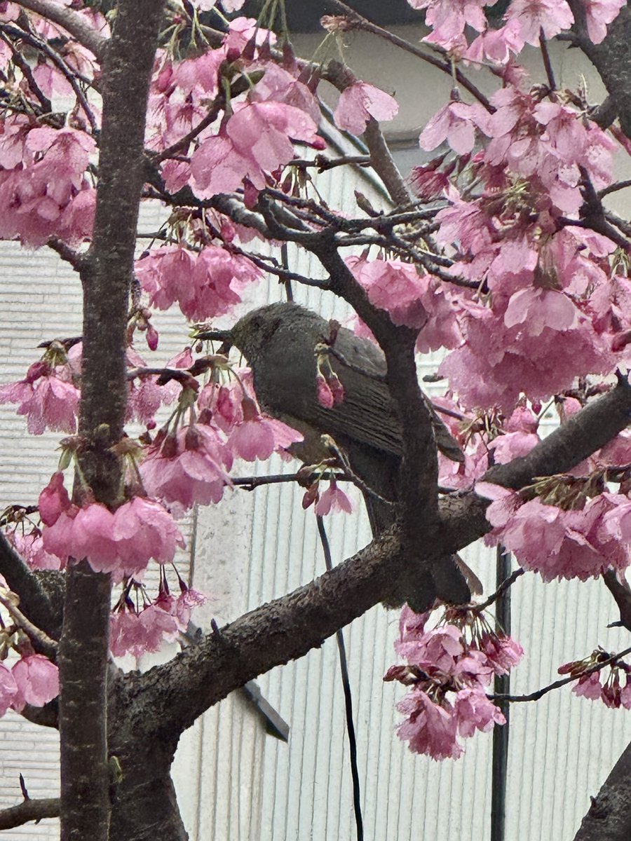 うさみみ tweet media