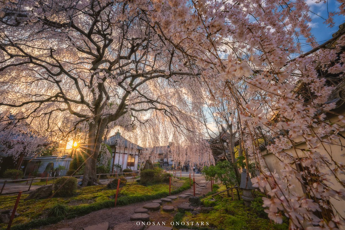 💫💜 ONOSAN小野 😈🛸 tweet media