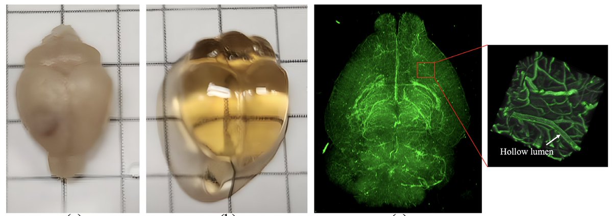 Imaging Neuroscience tweet media