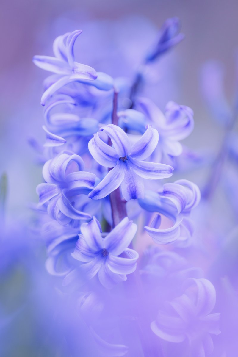 マクロ tweet media