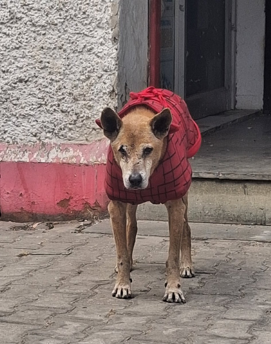 Pallavi U Dar tweet media