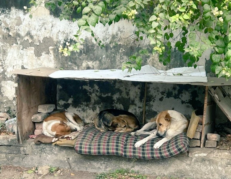 Pallavi U Dar tweet media