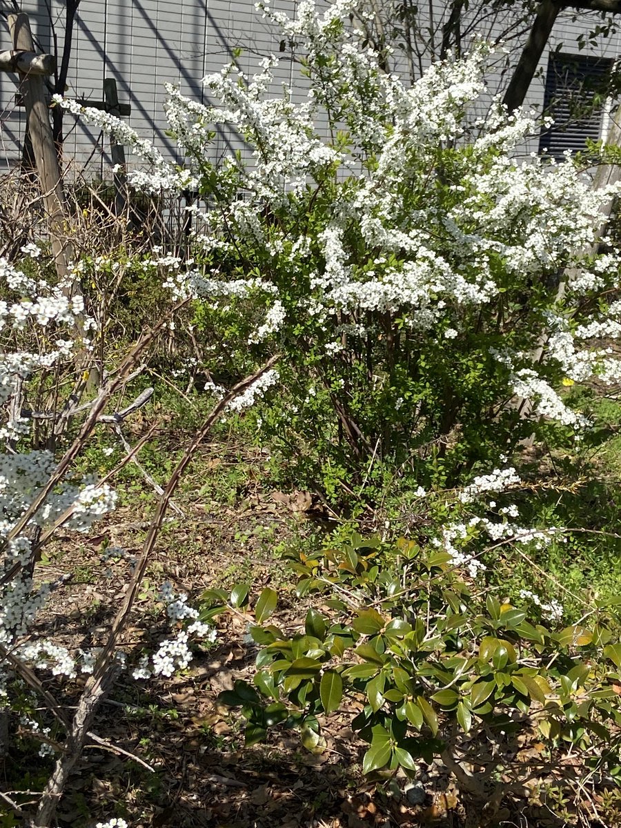 もう春ですよ〜🍀
春ですよ〜