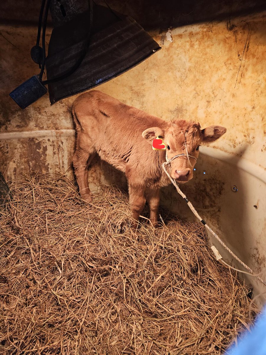 FUFURO๐ tweet media