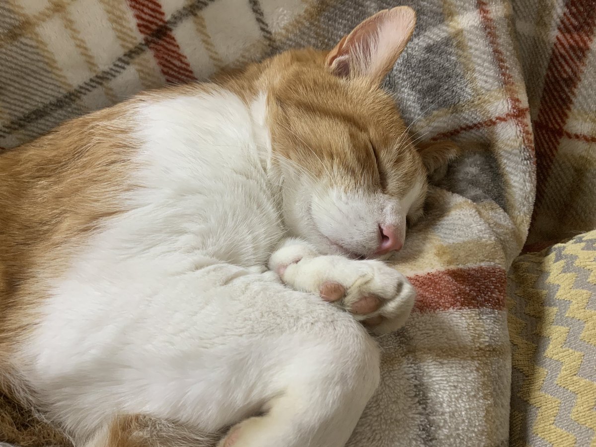 たもんまる tweet media