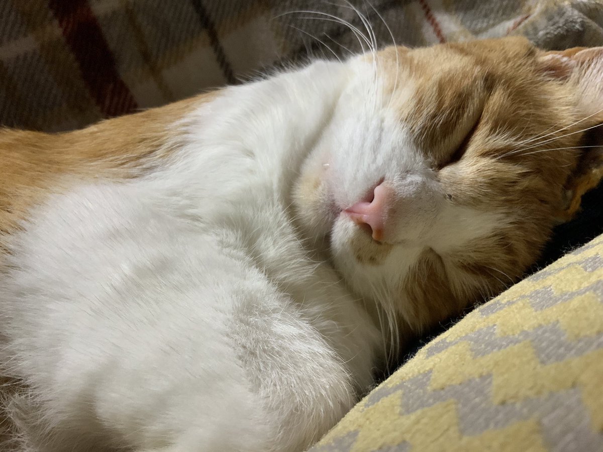 たもんまる tweet media