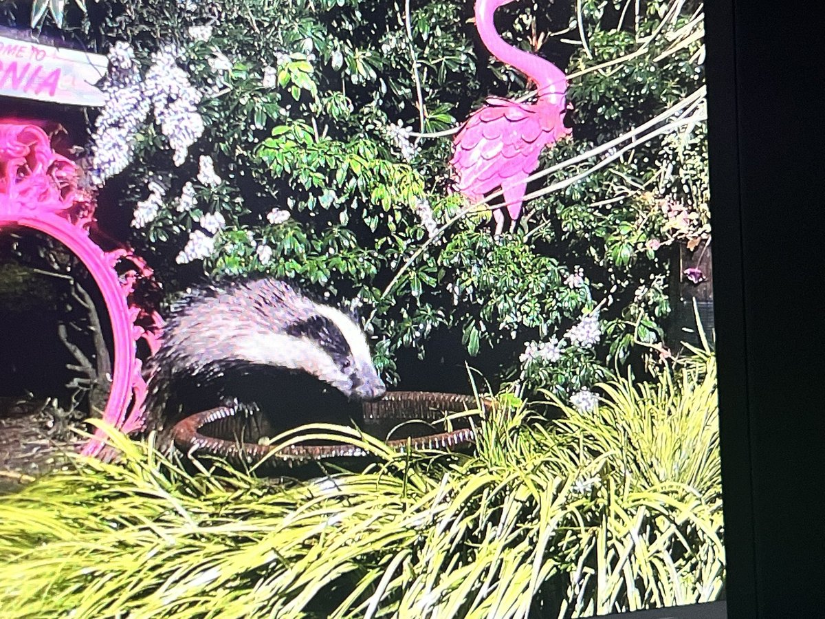 Mr Lumpy & Friends tweet media