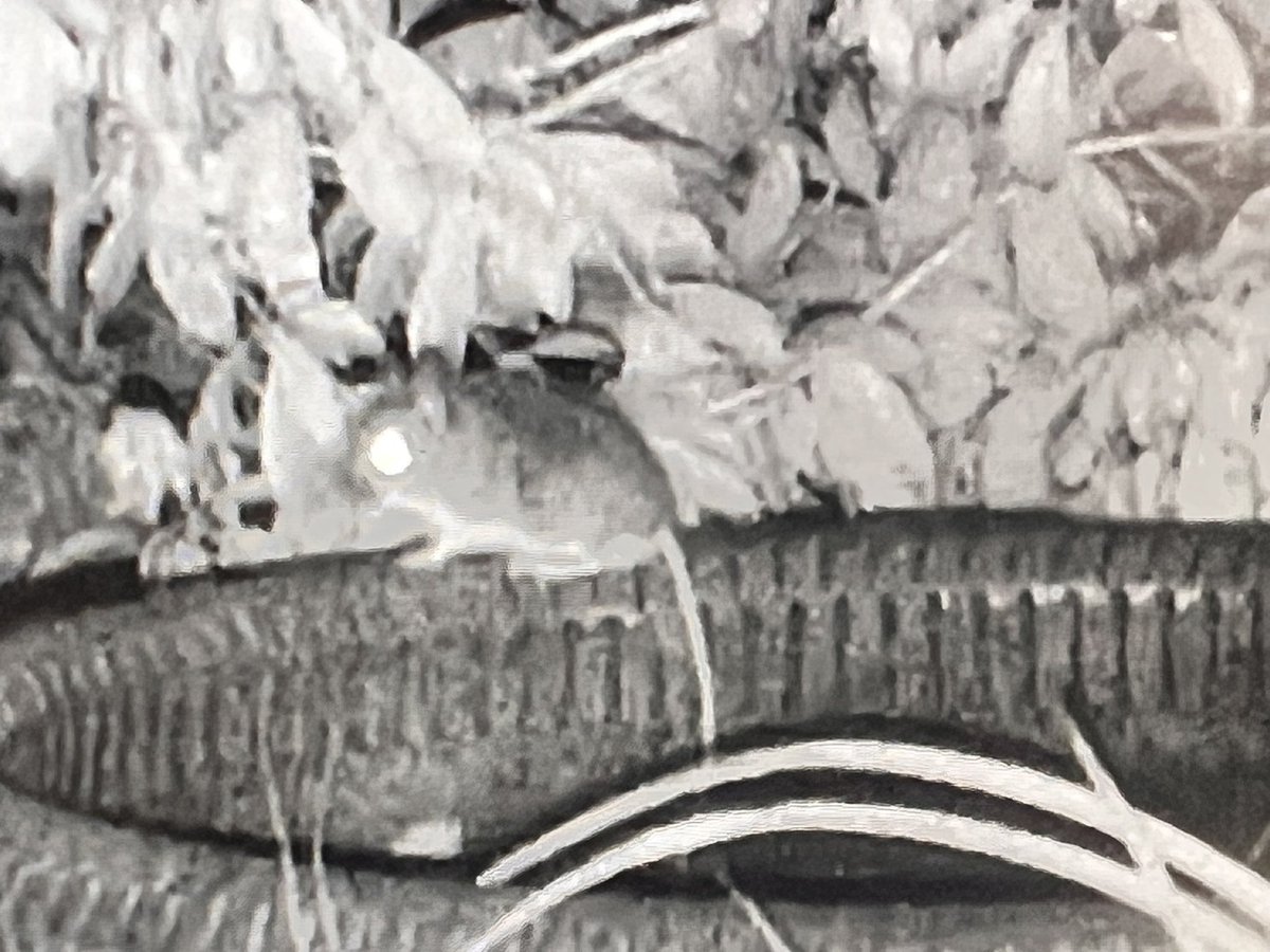 Mr Lumpy & Friends tweet media