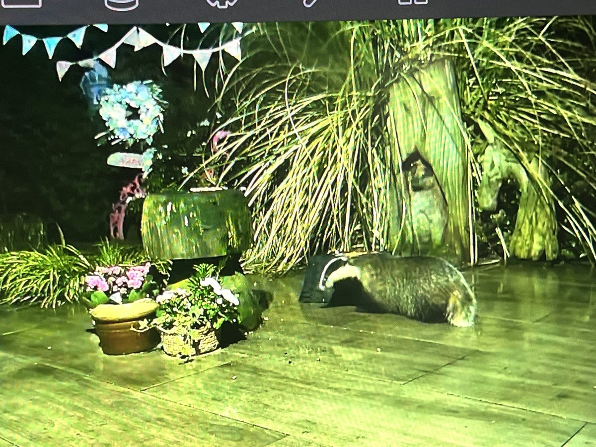 Mr Lumpy & Friends tweet media