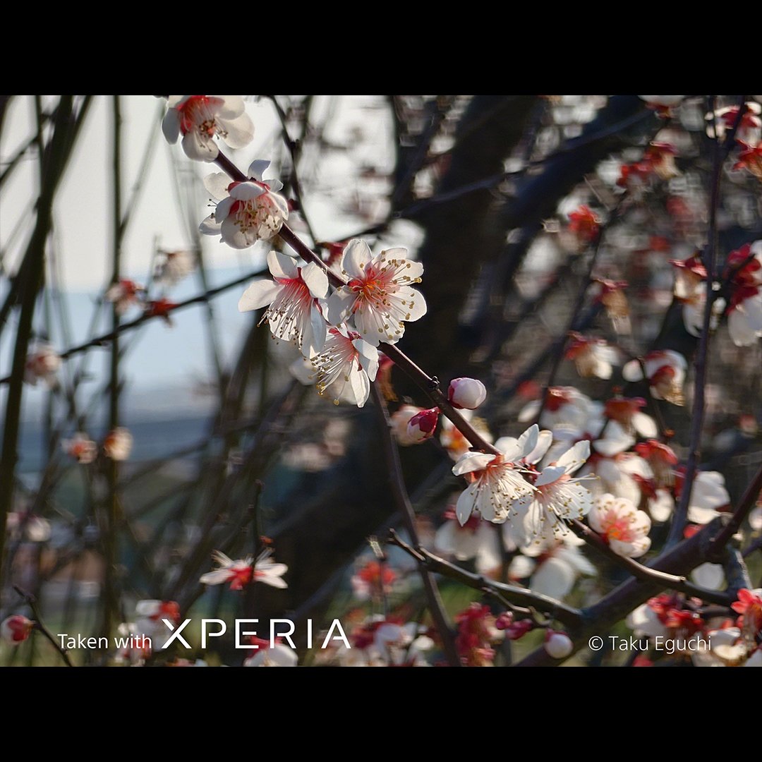 Sony | Xperia tweet media