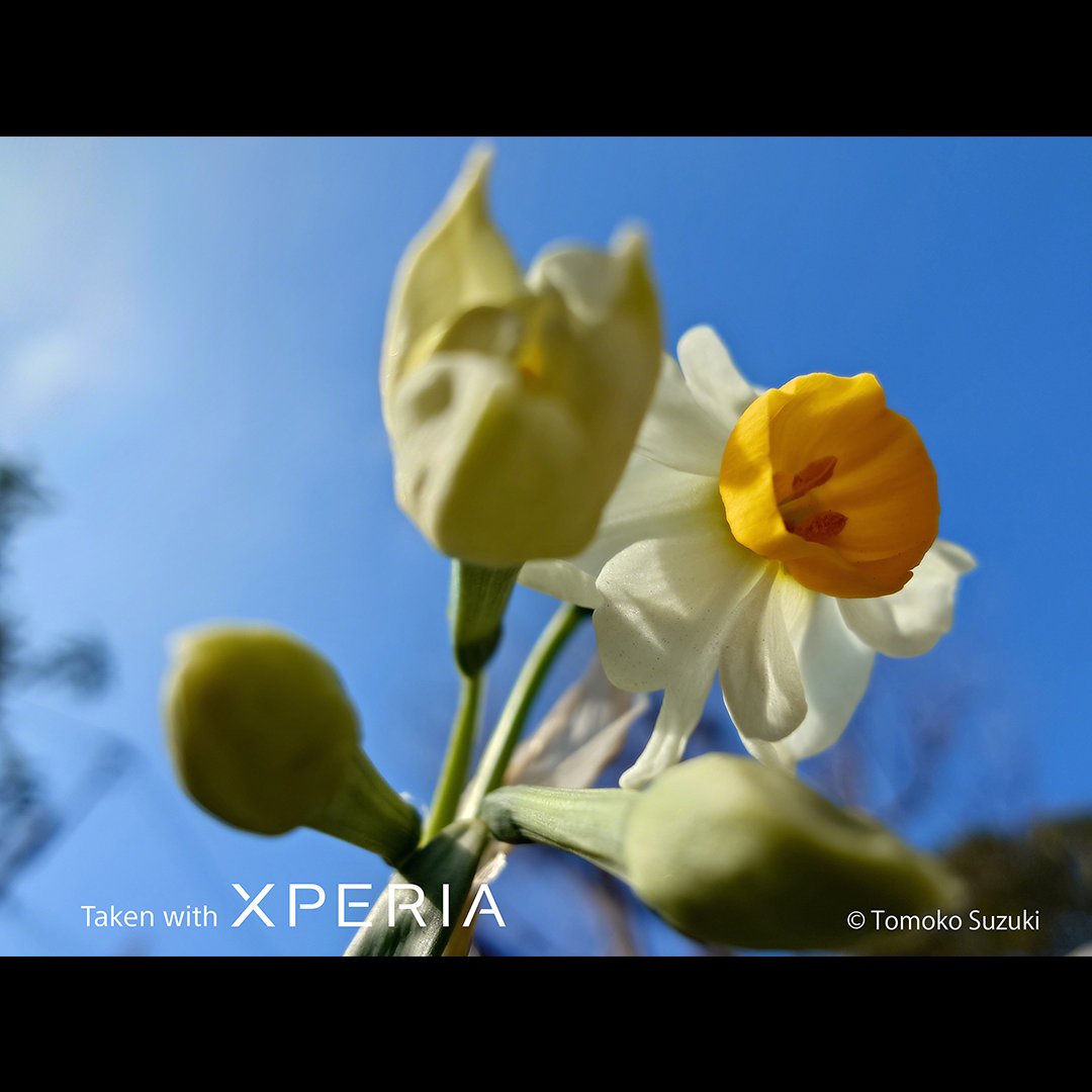 Sony | Xperia tweet media