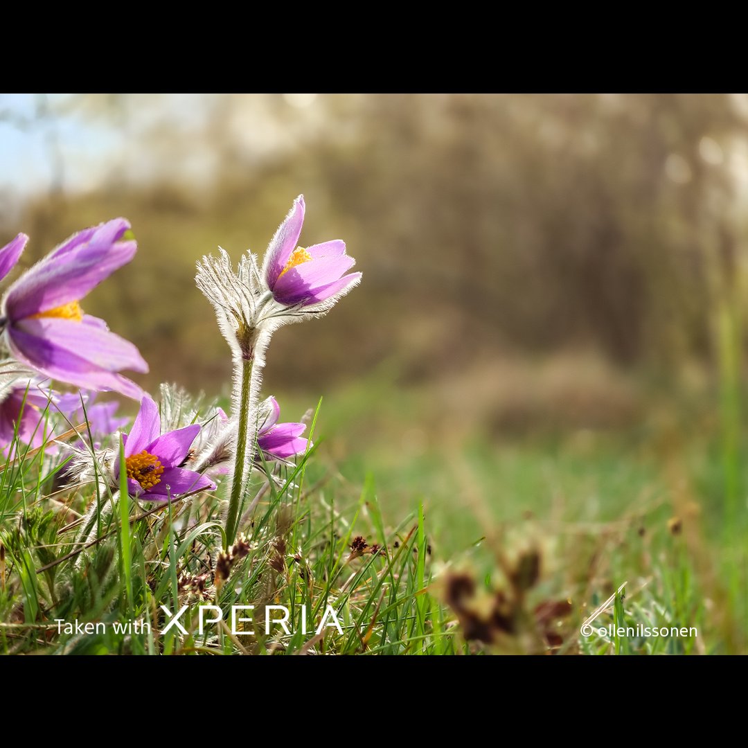 Sony | Xperia tweet media