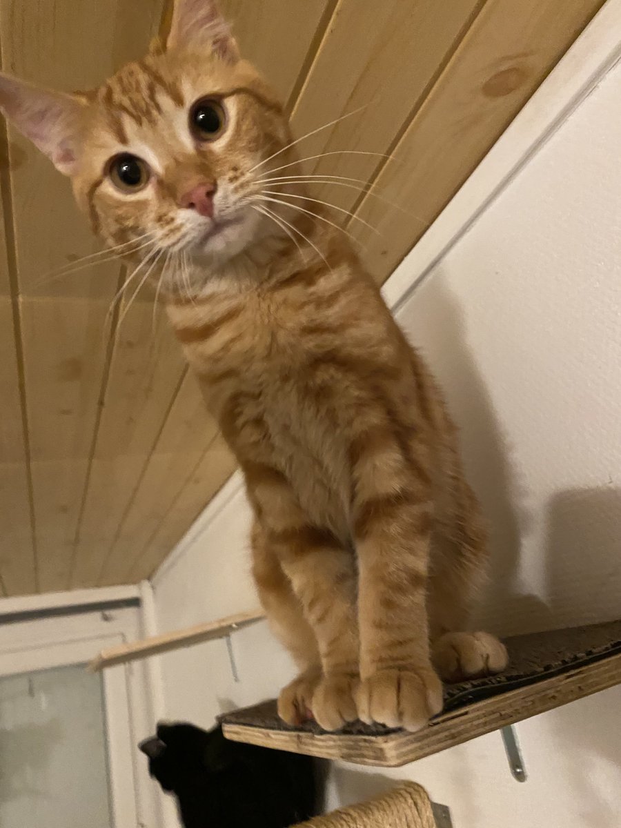 𝑭𝒊𝒏𝒏 tweet media