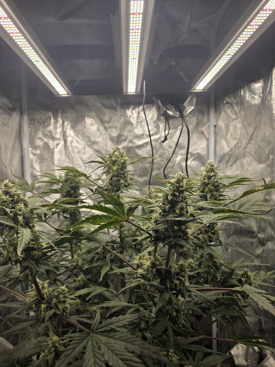 Mars Hydro | Since 2009 tweet media