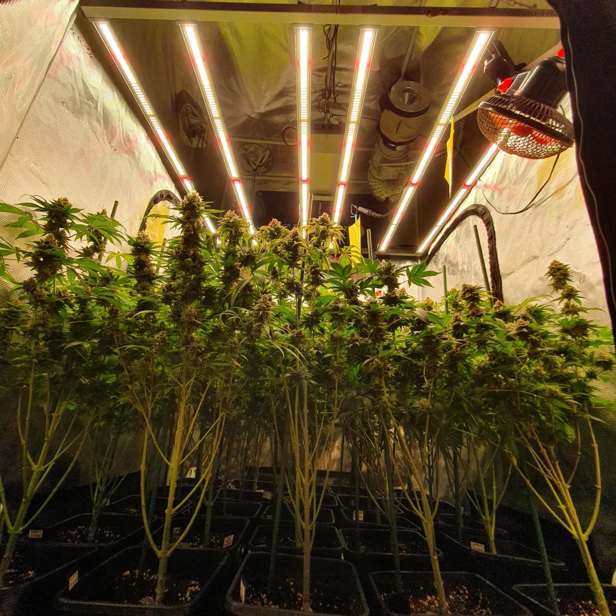 Mars Hydro | Since 2009 tweet media