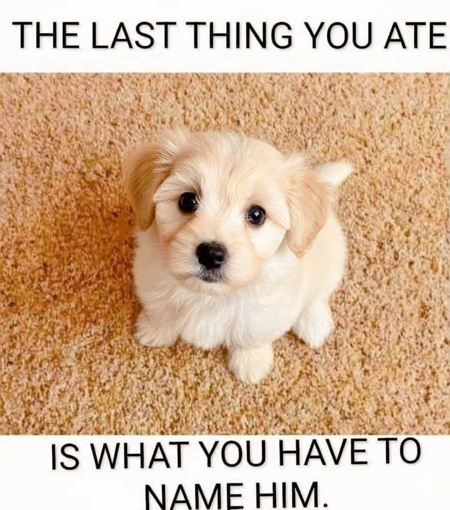 Doglover tweet media