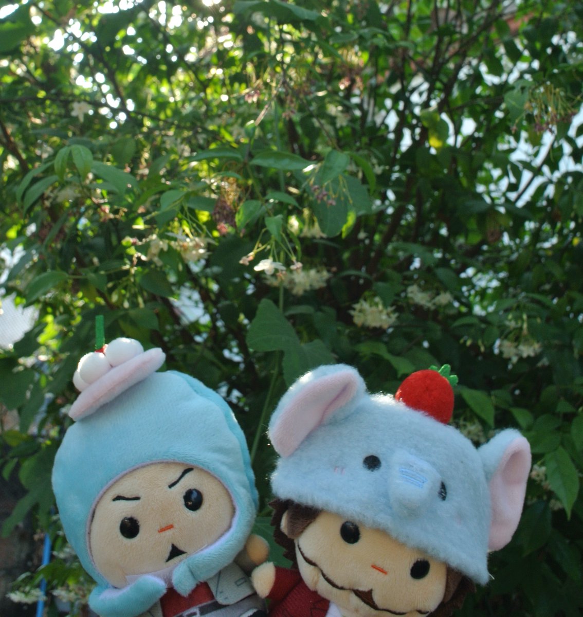 🌼(・∀・)自宅の花
（白いイクシアとウォータージャスミン)
が満開に咲いていますo(*°∀°* )o
この2種類の花は純粋さや聡明さ
そして邪気を払う意味を持つ
タイの香り高い花です🌺
/わ、、ぬいちゃんかわちい(ฅ>ω<ฅ)